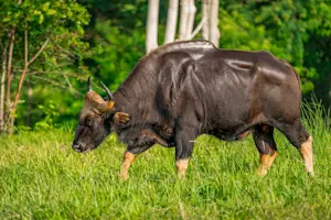 Gaur, Kanha National Park, India.