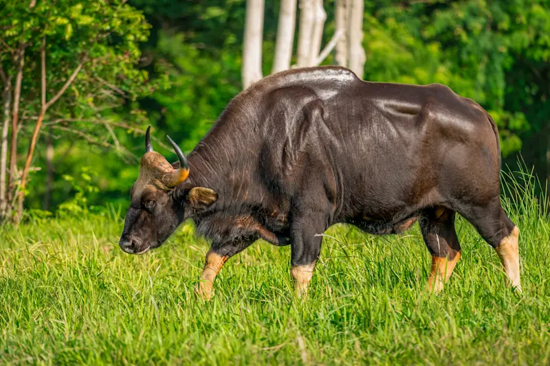 Gaur, Kanha National Park, India.