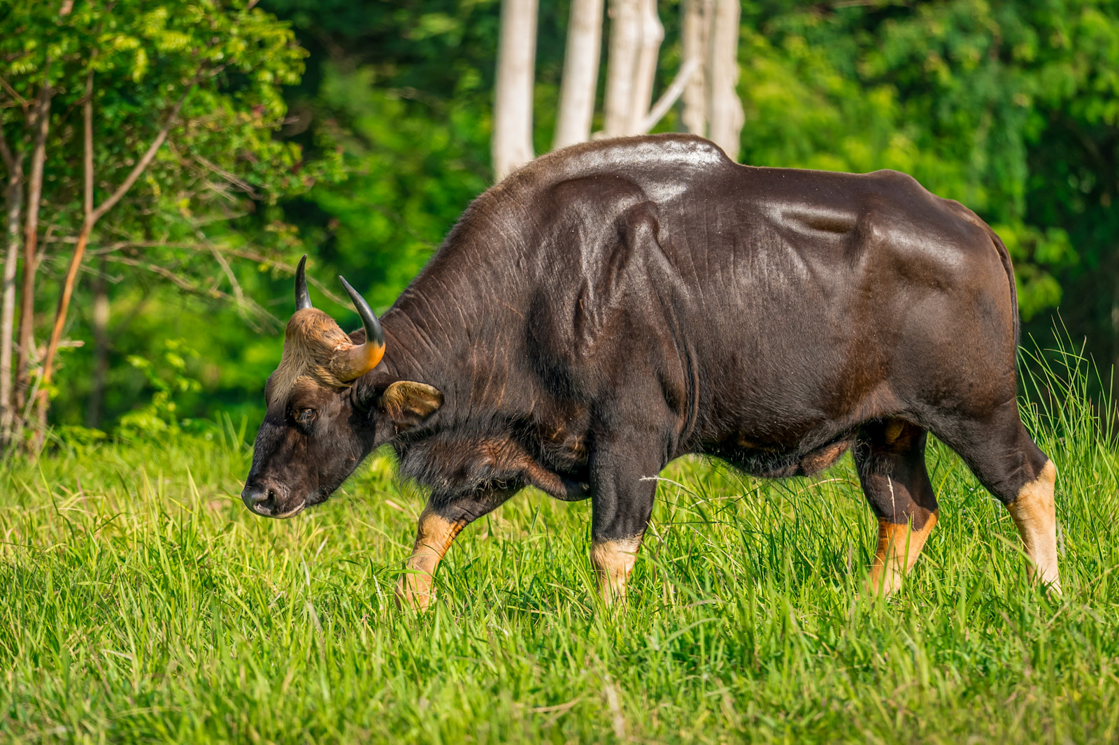 Gaur, Kanha National Park, India.