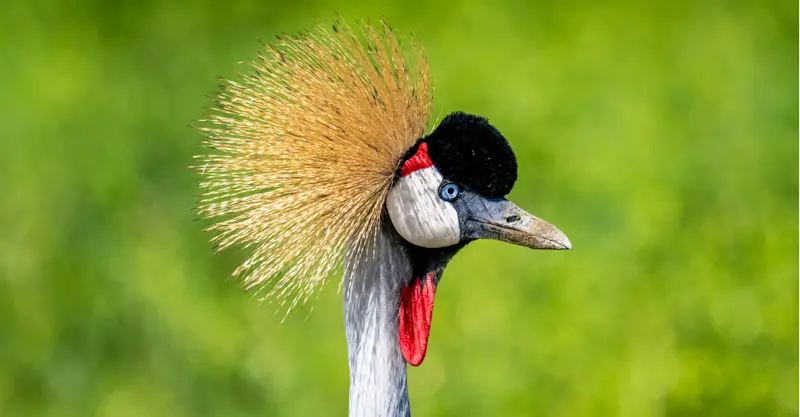 Grey crowned crane, Arusha National Park, Tanzania.