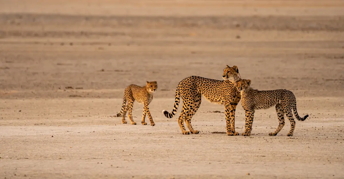 Cheetah Family.
