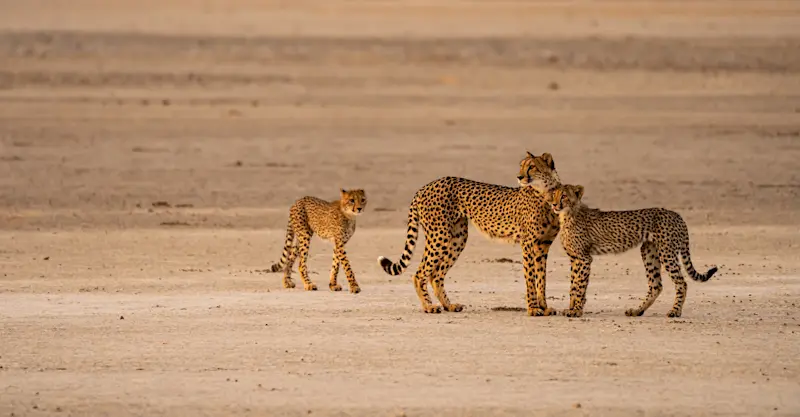 Cheetah Family
