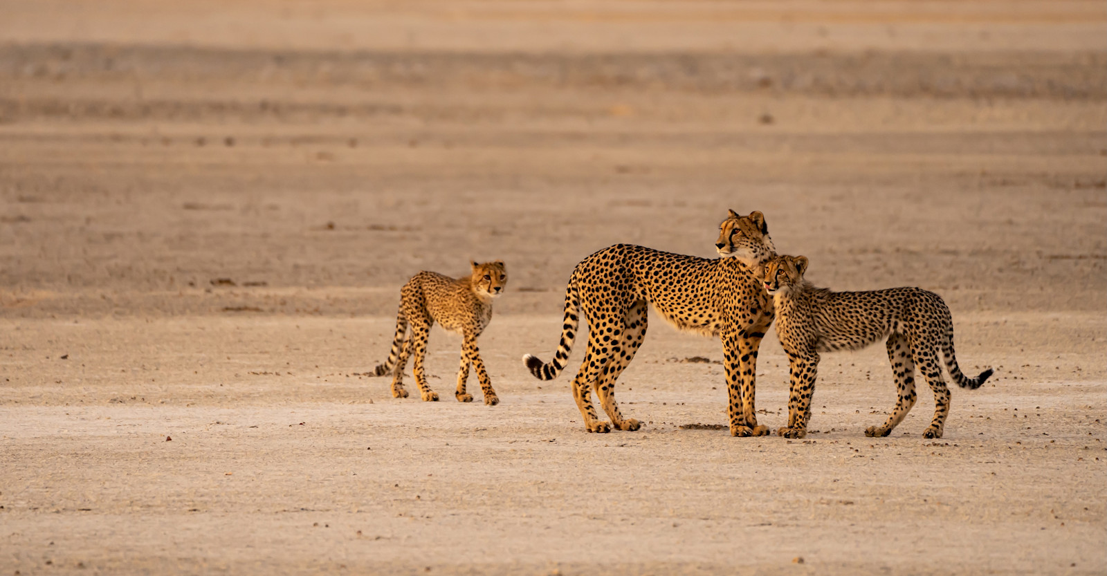 Cheetah Family