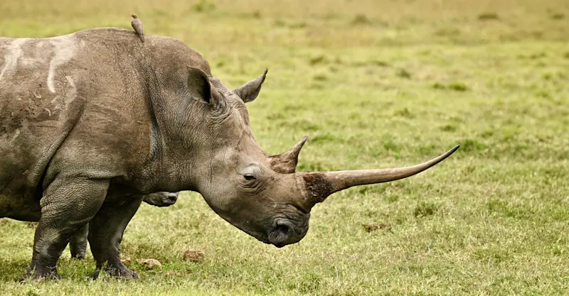 White rhino, Maasai Mara, Kenya. 