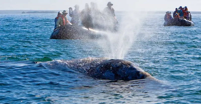 Guests in Zodiac watching a California gray whale, Magdalena Bay, Mexico.