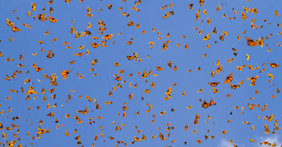 Monarch migration sparkling through the skies of Mexico. 