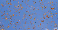 Monarch migration sparkling through the skies of Mexico. 