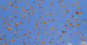 Monarch migration sparkling through the skies of Mexico. 