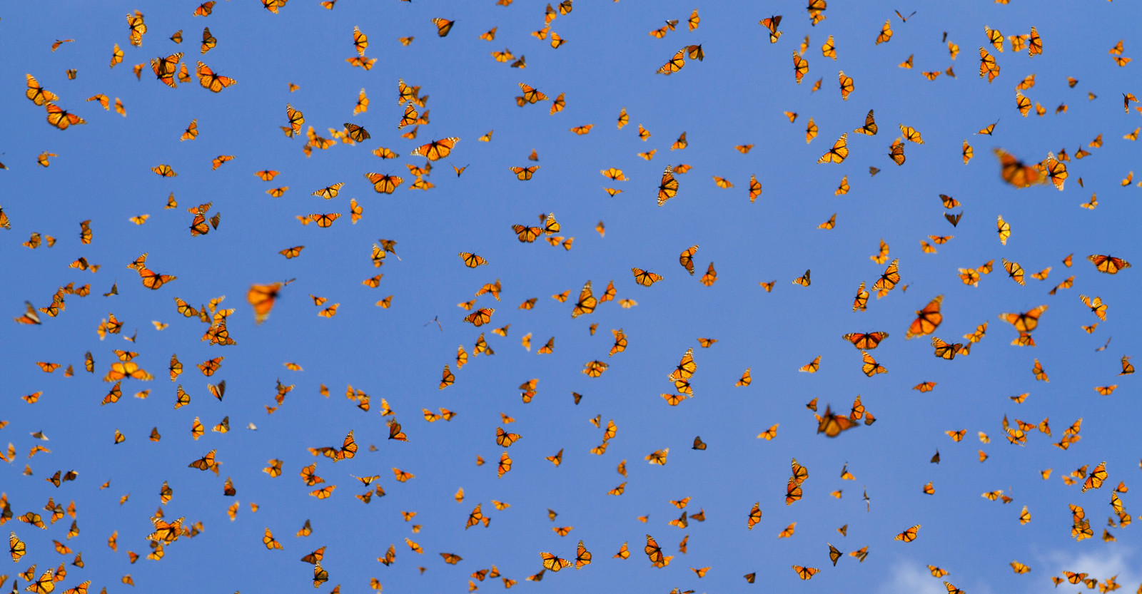 Image: PEX EL | Court Whelan | Monarch Migration, Mexico 