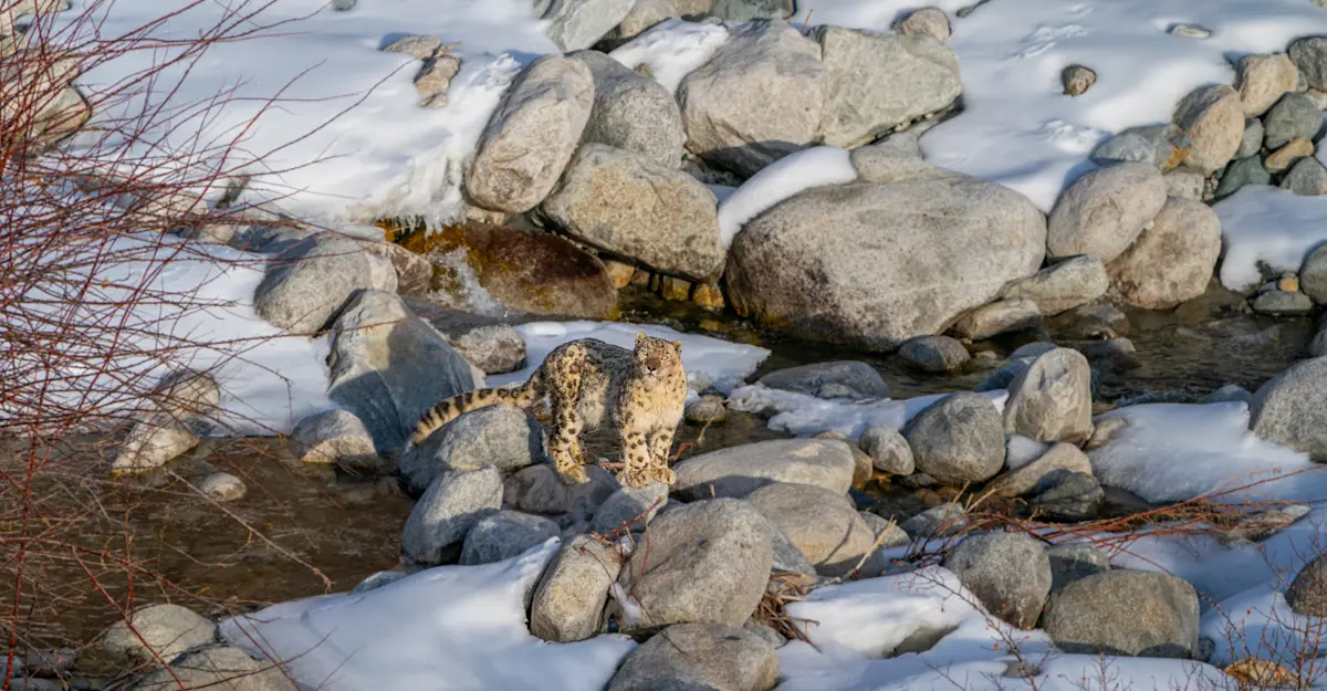 Snow Leopard.