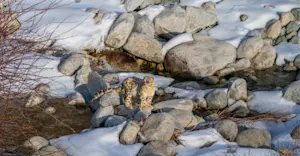 Snow Leopard