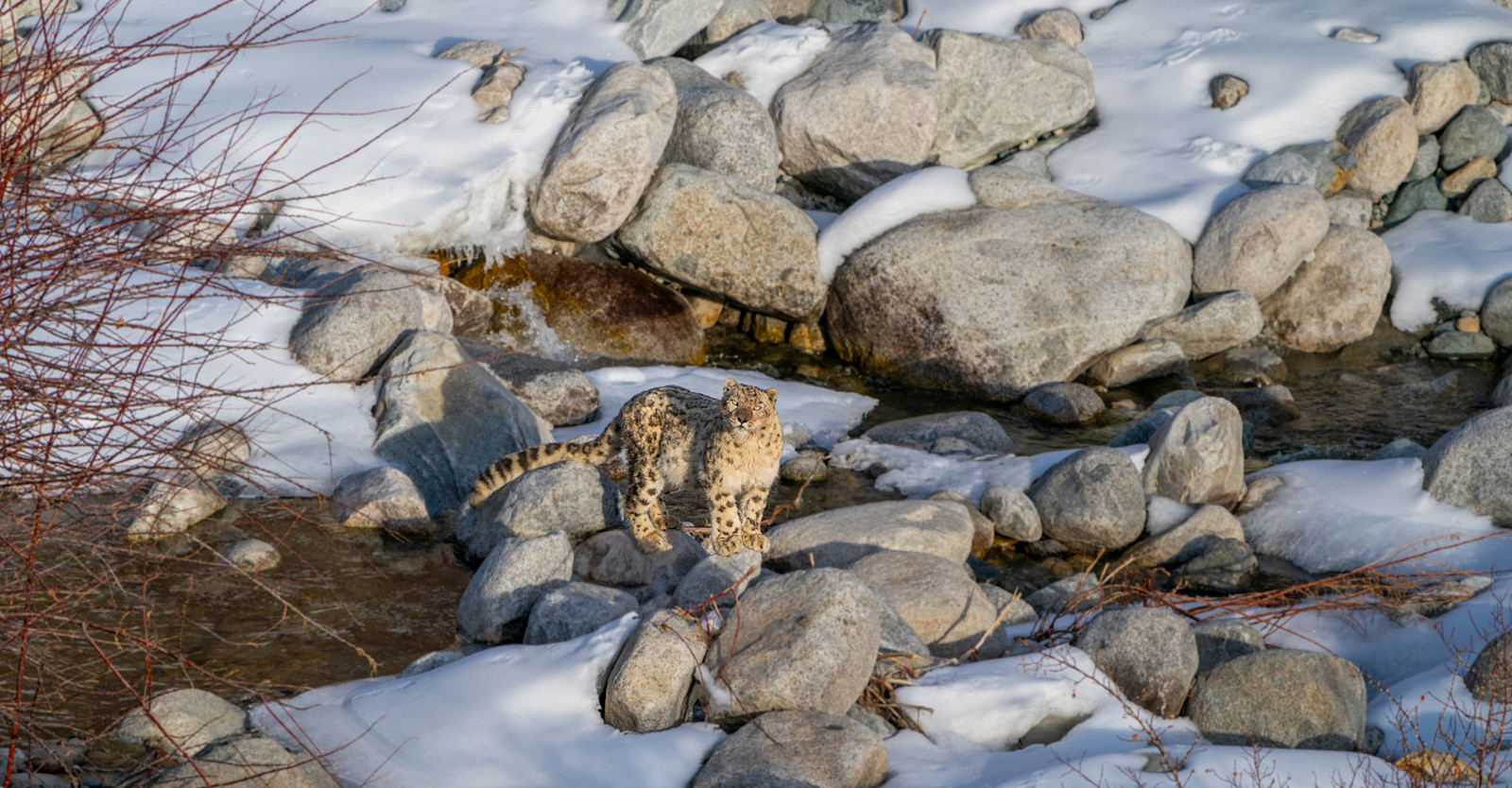Snow Leopard