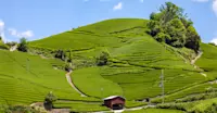 Tea fields, Wazuka, Japan.