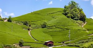 Tea fields, Wazuka, Japan.