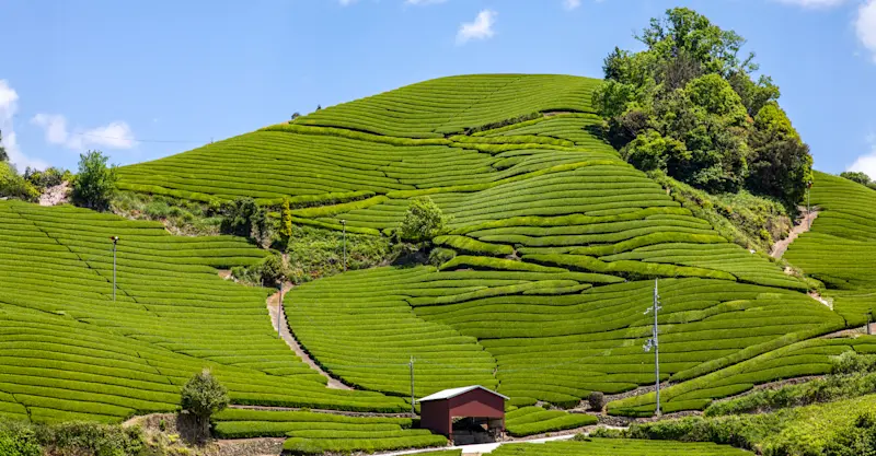 Tea fields, Wazuka, Japan.