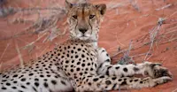 Cheetah, Tswalu Kalahari Reserve, South Africa.