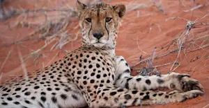 Cheetah, Tswalu Kalahari Reserve, South Africa.