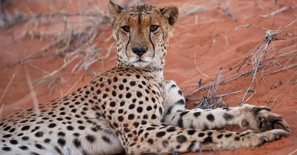 Cheetah, Tswalu Kalahari Reserve, South Africa.