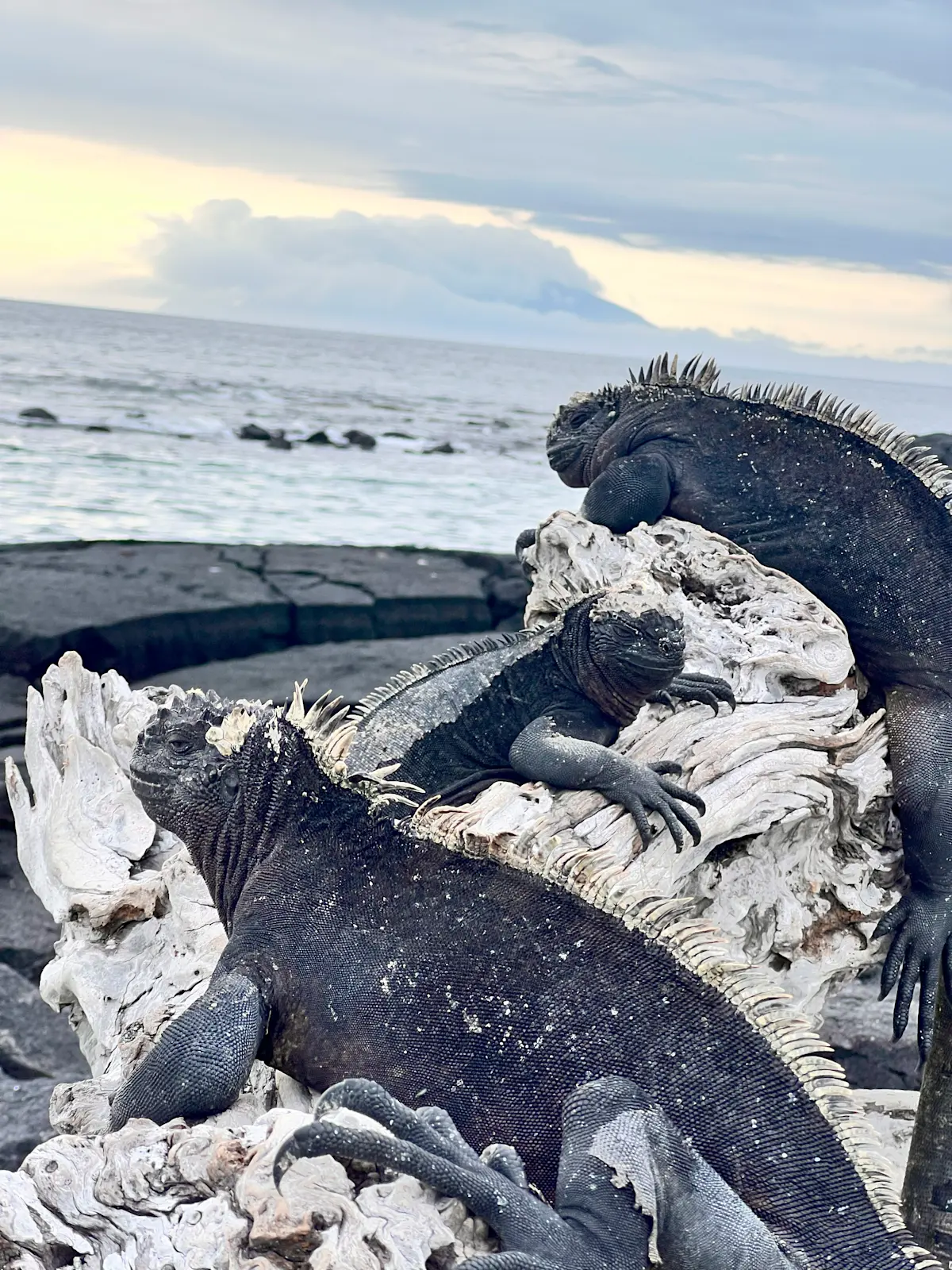Marine Iguanas in Galapagos.