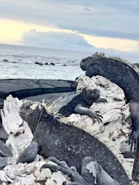 Marine Iguanas in Galapagos.