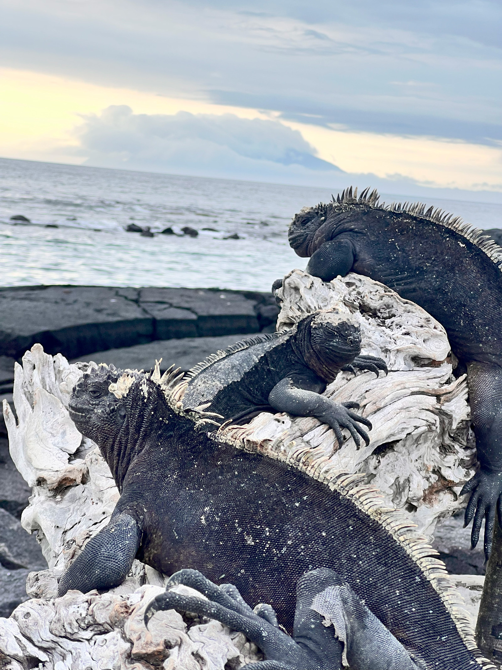 Marine Iguanas in Galapagos.