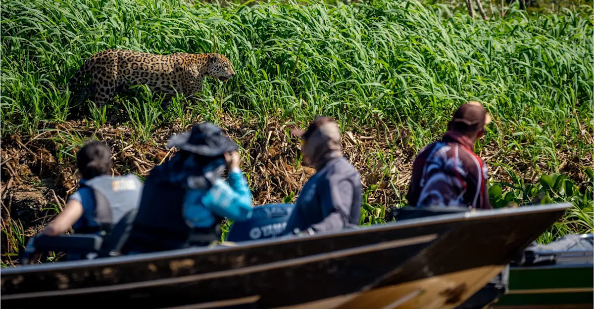 Nat Hab guests and jaguar, Pantanal, Brazil.