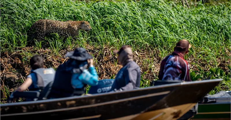 Nat Hab guests and jaguar, Pantanal, Brazil.