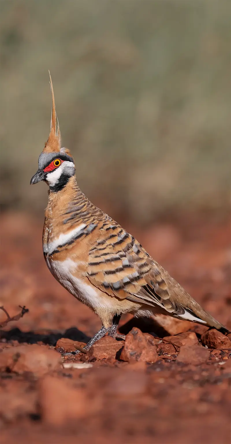 Spinifex Pigeon - Outback