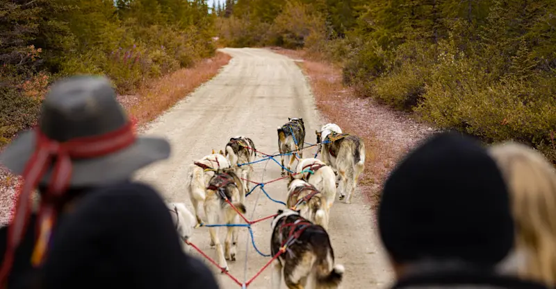 Earthwatch guests dryland mushing with Indigenous-owned Wapusk Adventures, Churchill, Manitoba, Canada.