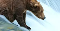 Brown Bear - Katmai National Park, Alaska