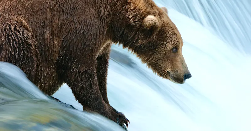 Brown Bear - Katmai National Park, Alaska