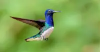 Slideshow Thumbnail 1 of 6