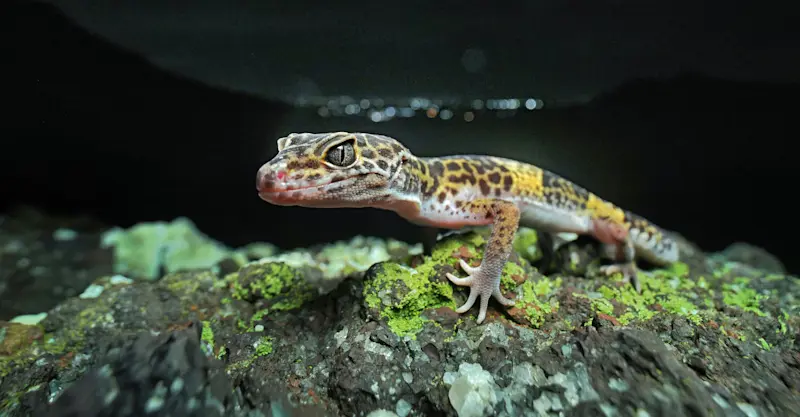Leopard Gecko, India