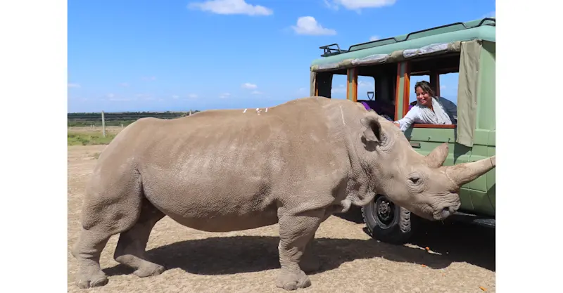 One of the last two northern white rhinos, Najin, Ol Pejeta Conservancy, Kenya.