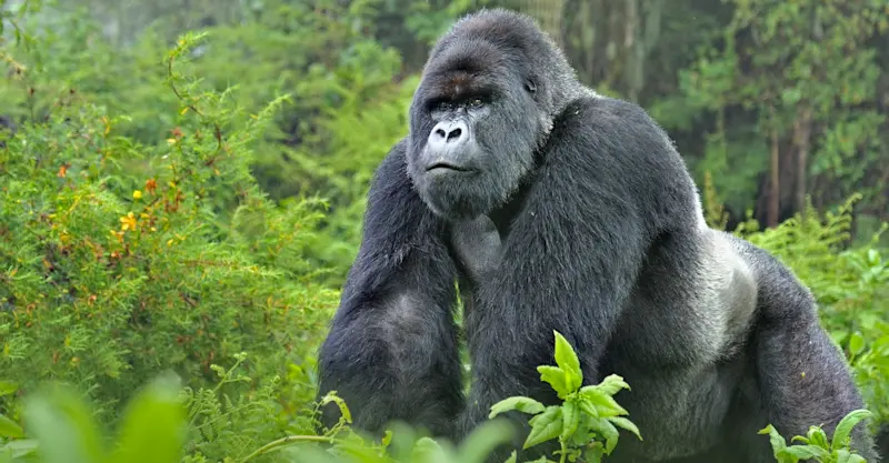 Silverback gorilla, Volcanoes National Park, Rwanda.