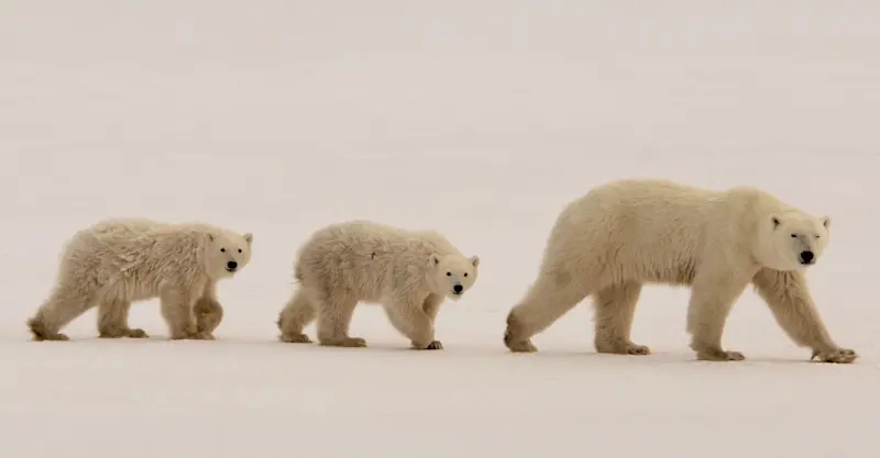 Polar bear and cubs, Churchill