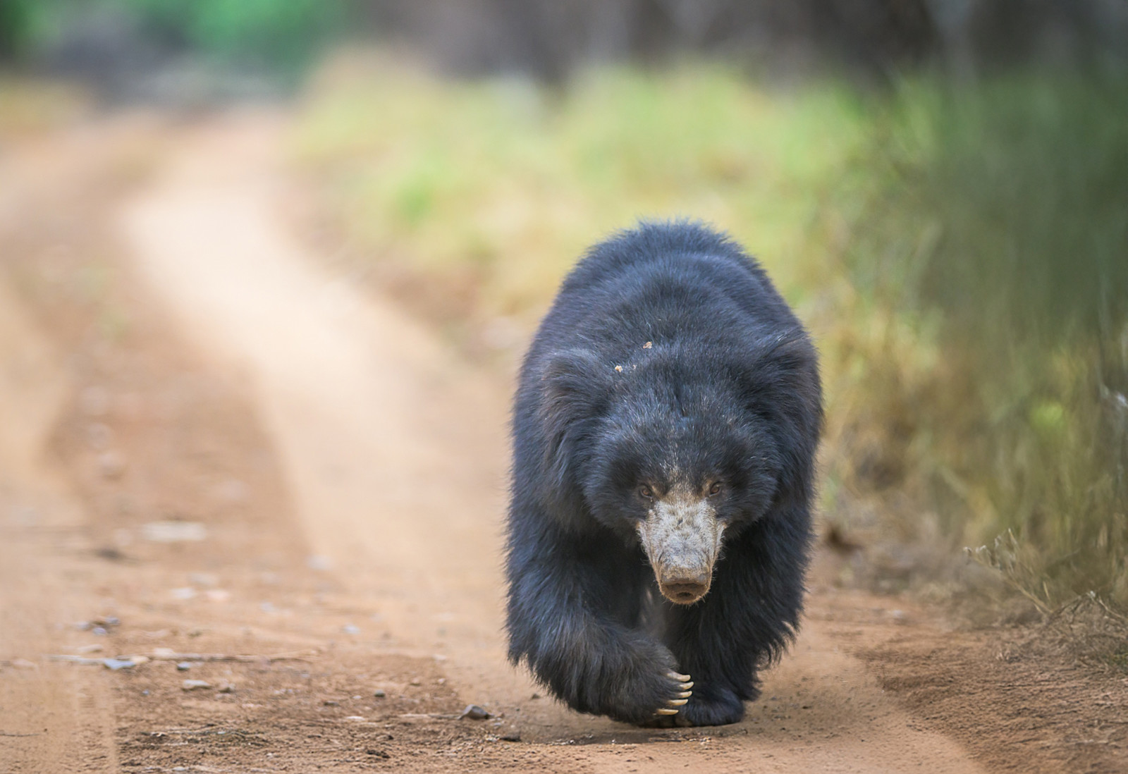 Sloth bear, Tadoba National Park, India.