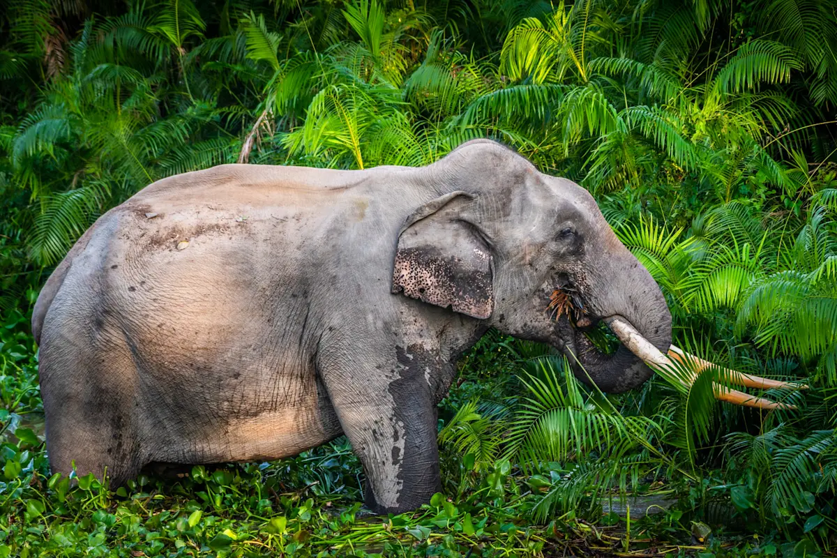 Asian elephant, Dudhwa National Park, India.