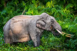 Asian elephant, Dudhwa National Park, India.