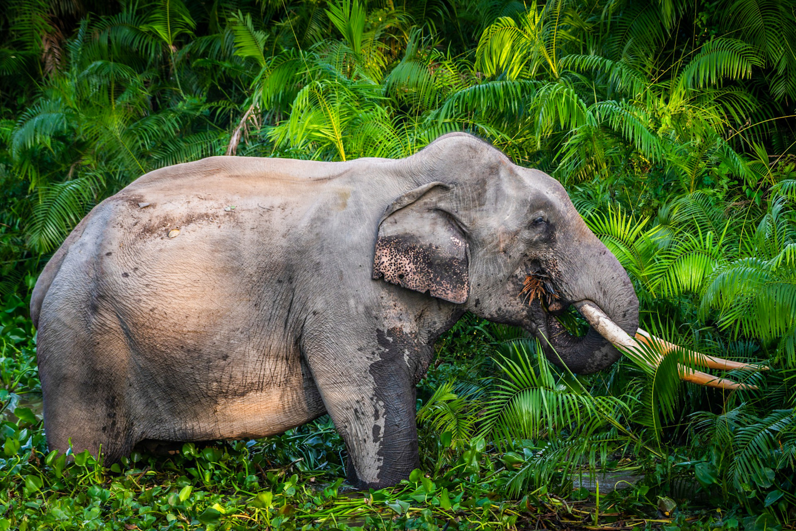 Asian elephant, Kaziranga National Park, India.