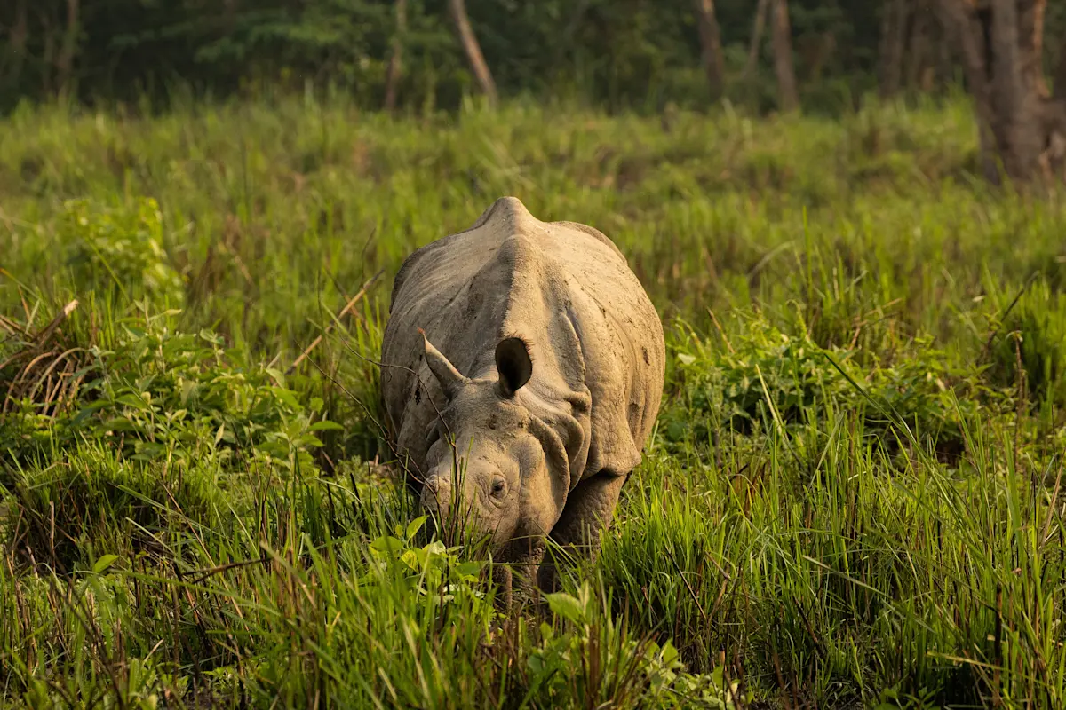 Rhino in Chitwan, Nepal.