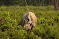 Rhino in Chitwan, Nepal.