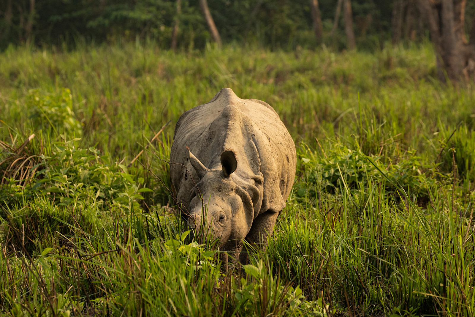 Rhino in Chitwan, Nepal.