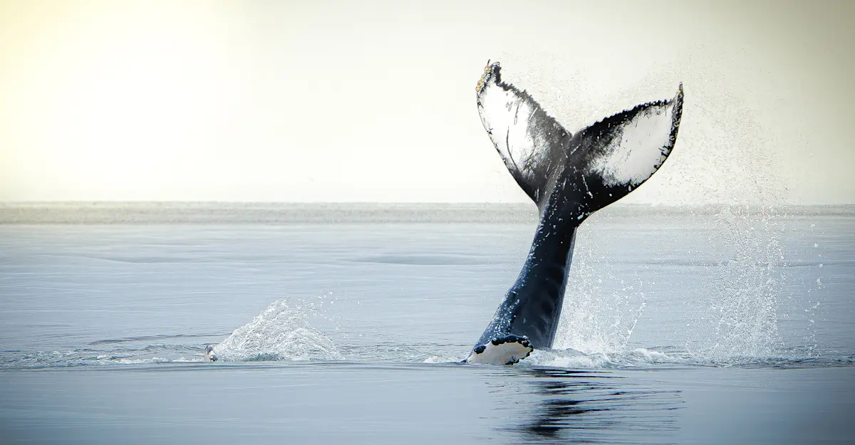 Humpback whale, Iceland