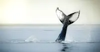 Humpback whale, Iceland