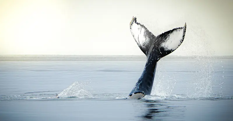 Humpback whale, Iceland