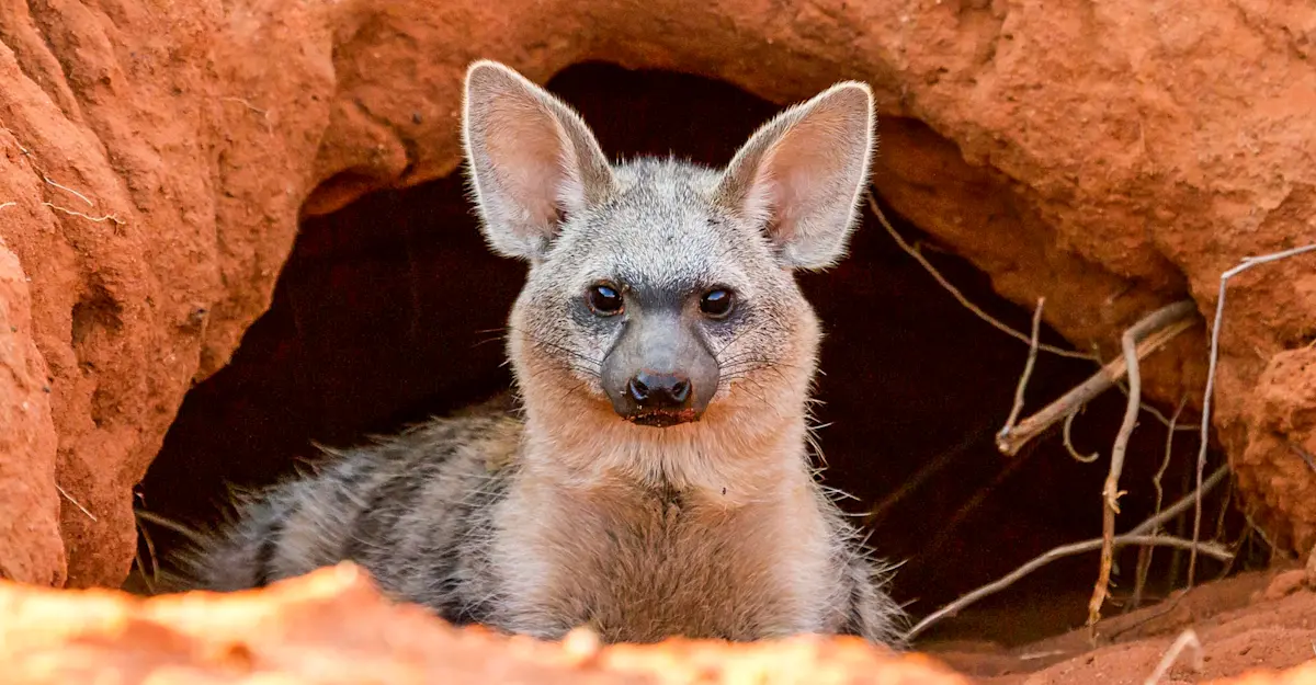 Aardwolf, Tswalu Kalahari, South Africa.