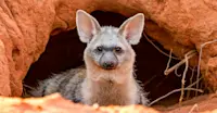 Aardwolf, Tswalu Kalahari, South Africa