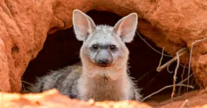 Aardwolf, Tswalu Kalahari, South Africa