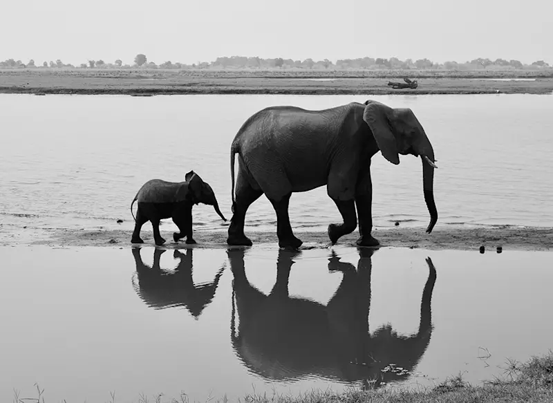 Mama and baby elephant in Botswana
